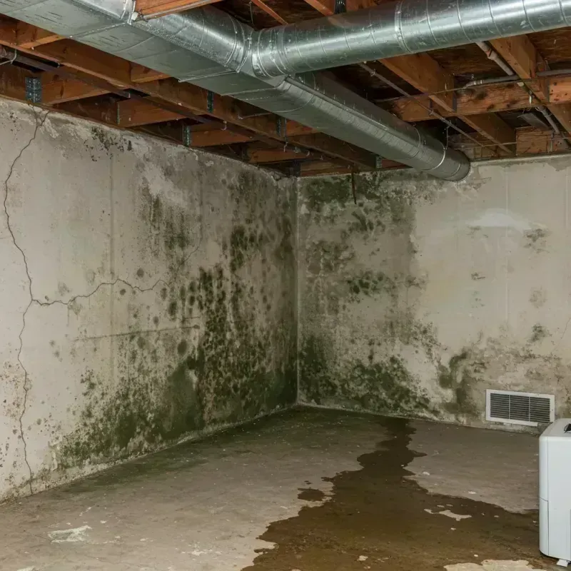 Professional Mold Removal in Bradley Gardens, NJ